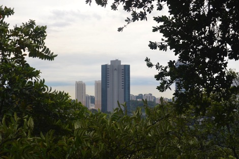 Singapore view through trees